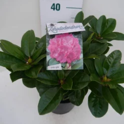 Rhododendron (Rhododendron 'Germania') -Tuinplantenwinkel germania c5 zij