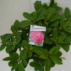 Rhododendron (Rhododendron 'Germania') -Tuinplantenwinkel germania c7.5 boven