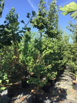 Japanse Notenboom (Ginkgo Biloba 'Mariken') -Tuinplantenwinkel gingko biloba 10 12
