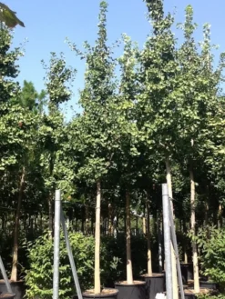 Japanse Notenboom (Ginkgo Biloba) -Tuinplantenwinkel gingko bilobo 25 30