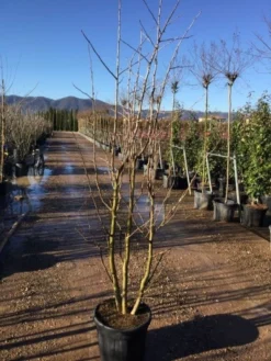 Japanse Notenboom, Meerstammig (Ginkgo Biloba) -Tuinplantenwinkel gingko bilobo meerstammig 200 250cm30