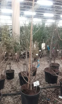 Japanse Notenboom (Ginkgo Biloba) 35 Japanse Notenboom (Ginkgo Biloba) -Tuinplantenwinkel ginkgo biloba 1