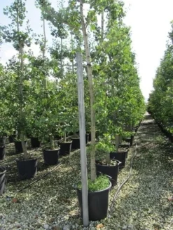 Japanse Notenboom (Ginkgo Biloba) 39 Japanse Notenboom (Ginkgo Biloba) -Tuinplantenwinkel ginkgo biloba 1