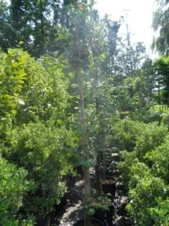 Japanse Notenboom (Ginkgo Biloba) -Tuinplantenwinkel ginkgo biloba 10 12 14 geveerd