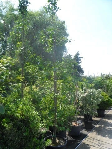 Japanse Notenboom (Ginkgo Biloba) 10 Japanse Notenboom (Ginkgo Biloba) - Afbeelding 10