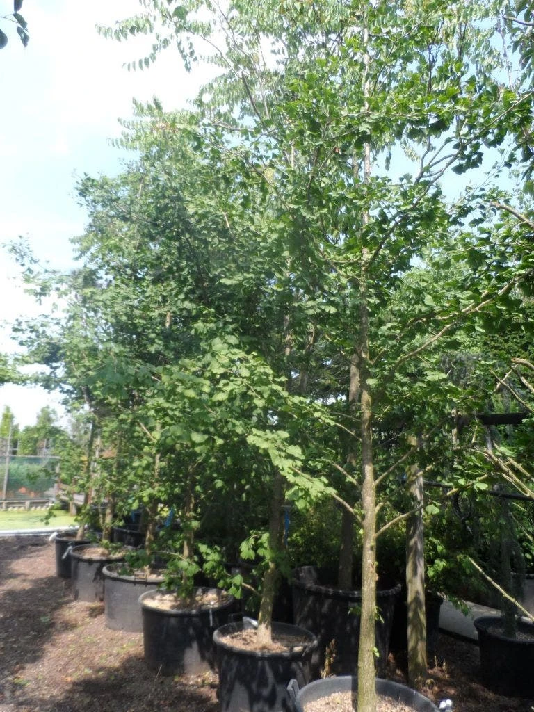 Japanse Notenboom (Ginkgo Biloba) 8 Japanse Notenboom (Ginkgo Biloba) - Afbeelding 8