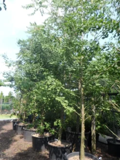 Japanse Notenboom (Ginkgo Biloba) -Tuinplantenwinkel ginkgo biloba 18 20 25 geveerd c130