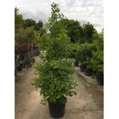 Japanse Noteboom Als Zuilboom (Ginkgo Biloba 'Fastigiata Blagon') -Tuinplantenwinkel ginkgo biloba 200 250