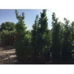 Japanse Noteboom Als Zuilboom (Ginkgo Biloba 'Fastigiata Blagon') -Tuinplantenwinkel ginkgo biloba 250 300