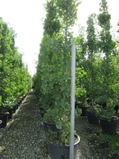 Japanse Notenboom (Ginkgo Biloba) 37 Japanse Notenboom (Ginkgo Biloba) -Tuinplantenwinkel ginkgo biloba 2 1