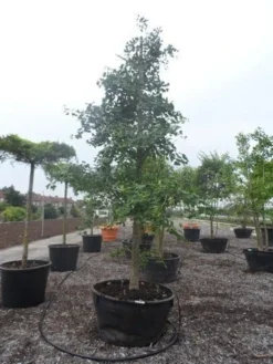 Japanse Notenboom (Ginkgo Biloba) 31 Japanse Notenboom (Ginkgo Biloba) -Tuinplantenwinkel ginkgo biloba 35 40 c500 geveerd 1