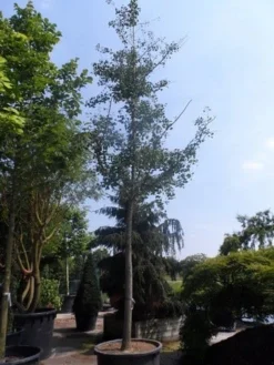 Japanse Notenboom (Ginkgo Biloba) 32 Japanse Notenboom (Ginkgo Biloba) -Tuinplantenwinkel ginkgo biloba 35 40ho cont 1