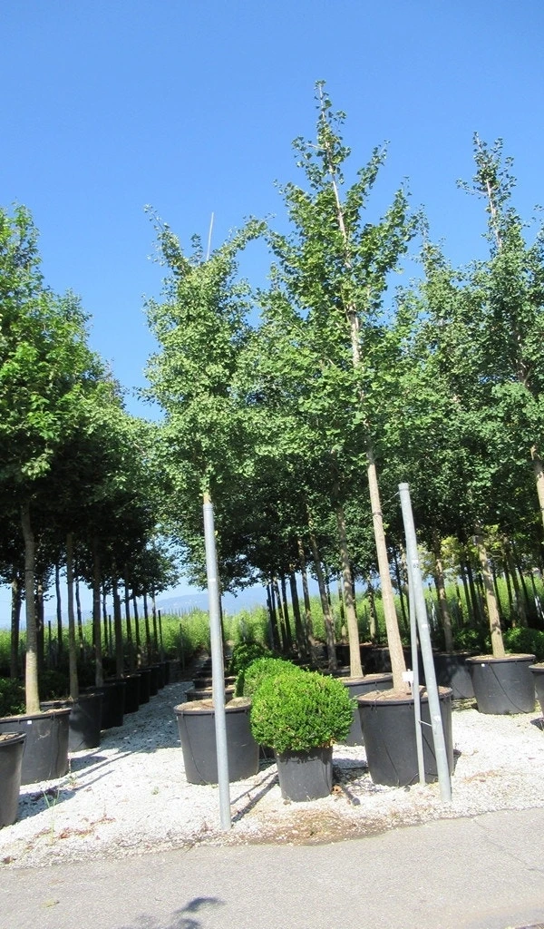 Japanse Notenboom (Ginkgo Biloba) 19 Japanse Notenboom (Ginkgo Biloba) - Afbeelding 19