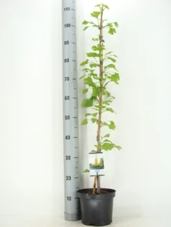 Japanse Notenboom (Ginkgo Biloba) -Tuinplantenwinkel ginkgo biloba 60 80 zomer c3 m