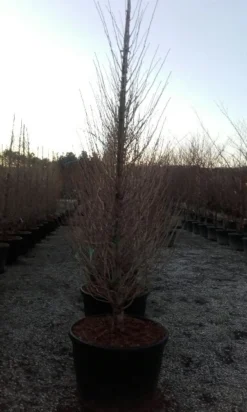 Japanse Noteboom Als Zuilboom (Ginkgo Biloba 'Fastigiata Blagon') -Tuinplantenwinkel ginkgo biloba fastigiata blagon