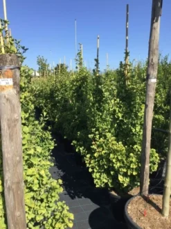 Japanse Noteboom Als Zuilboom (Ginkgo Biloba 'Fastigiata Blagon') -Tuinplantenwinkel ginkgo biloba fastigiata blagon 150 175cm