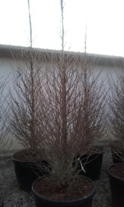 Japanse Noteboom Als Zuilboom (Ginkgo Biloba 'Fastigiata Blagon') -Tuinplantenwinkel ginkgo biloba fastigiata blagon 2