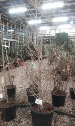 Japanse Noteboom Als Zuilboom (Ginkgo Biloba 'Fastigiata Blagon') -Tuinplantenwinkel ginkgo biloba fastigiata blagon 3