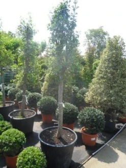 Japanse Noteboom Als Zuilboom (Ginkgo Biloba 'Fastigiata Blagon') -Tuinplantenwinkel ginkgo biloba fastigiata halfstam c110 18 20