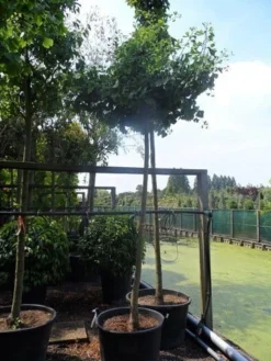 Japanse Notenboom (Ginkgo Biloba 'Horizontalis') -Tuinplantenwinkel ginkgo biloba horizontalis 18 20ho c130