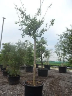 Japanse Notenboom (Ginkgo Biloba 'Horizontalis') -Tuinplantenwinkel ginkgo biloba horizontalis 25 30ho c300