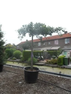 Japanse Notenboom (Ginkgo Biloba 'Horizontalis') -Tuinplantenwinkel ginkgo biloba horizontalis 25 30ho c350