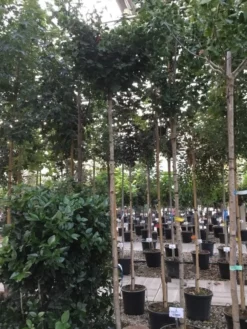 Japanse Notenboom (Ginkgo Biloba 'Mariken') -Tuinplantenwinkel ginkgo biloba mariken