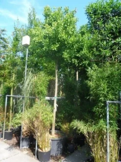 Japanse Notenboom (Ginkgo Biloba 'Mariken') -Tuinplantenwinkel ginkgo biloba mariken 20 25ho cont