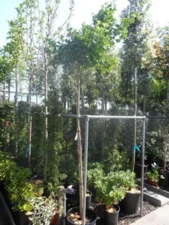 Japanse Notenboom (Ginkgo Biloba 'Mariken') -Tuinplantenwinkel ginkgo biloba mariken 8 10ho cont