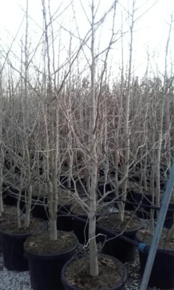 Japanse Notenboom, Meerstammig (Ginkgo Biloba) -Tuinplantenwinkel ginkgo biloba meerstammig