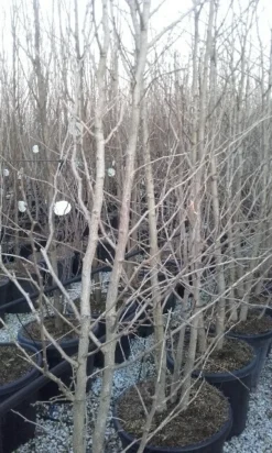 Japanse Notenboom, Meerstammig (Ginkgo Biloba) -Tuinplantenwinkel ginkgo biloba meerstammig 2