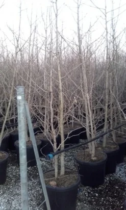 Japanse Notenboom, Meerstammig (Ginkgo Biloba) -Tuinplantenwinkel ginkgo biloba meerstammig 3 2