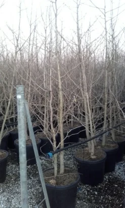 Japanse Notenboom, Meerstammig (Ginkgo Biloba) -Tuinplantenwinkel ginkgo biloba meerstammig 4 2