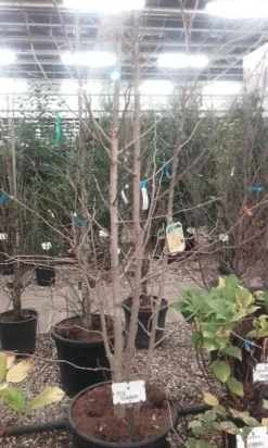 Japanse Notenboom, Meerstammig (Ginkgo Biloba) -Tuinplantenwinkel ginkgo biloba meerstammig 5 2