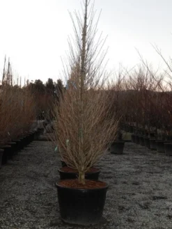 Japanse Noteboom Als Zuilboom (Ginkgo Biloba 'Fastigiata Blagon') -Tuinplantenwinkel ginkgo fastigiata blagon