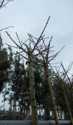 Japanse Notenboom (Ginkgo Biloba 'Mariken') -Tuinplantenwinkel ginkgo mariken