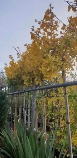 Japanse Notenboom (Ginkgo Biloba 'Mariken') -Tuinplantenwinkel ginkgomariken02