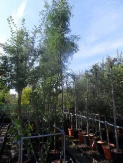 Doornloze Christusdoorn (Gleditsia Triacanthos 'Inermis') -Tuinplantenwinkel gleditsia triacanthos inermis 10 12ho cont