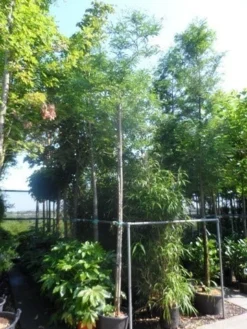 Doornloze Christusdoorn (Gleditsia Triacanthos 'Inermis') -Tuinplantenwinkel gleditsia triacanthos inermis 12 14ho cont