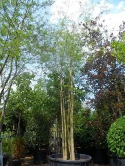 Doornloze Christusdoorn (Gleditsia Triacanthos 'Inermis') -Tuinplantenwinkel gleditsia triacanthos inermis 600 800 c1500 meerstammig