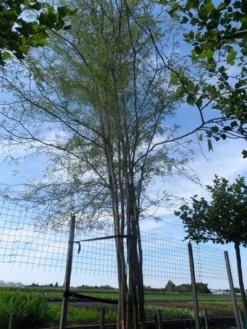 Doornloze Christusdoorn (Gleditsia Triacanthos 'Inermis') -Tuinplantenwinkel gleditsia triacanthos inermis 700 800 drkl meerstammig solitair extra
