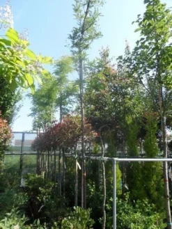 Geelbladige Christusdoorn (Gleditsia Triacanthos 'Sunburst') -Tuinplantenwinkel gleditsia triacanthos sunburst 10 12ho cont