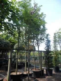 Geelbladige Christusdoorn (Gleditsia Triacanthos 'Sunburst') -Tuinplantenwinkel gleditsia triacanthos sunburst 18 20ho c160