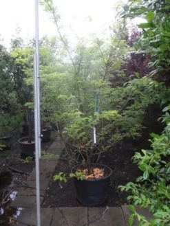 Geelbladige Christusdoorn (Gleditsia Triacanthos 'Sunburst') -Tuinplantenwinkel gleditsia triacanthos sunburst 250 300 c130 meerstammig