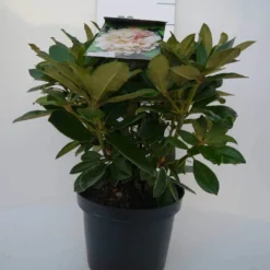 Dwergrhododendron (Rhododendron 'Golden Torch') -Tuinplantenwinkel golden torch c4 voor 1