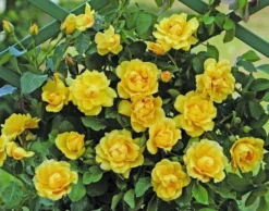 Klimroos (Rosa 'Golden Gate') -Tuinplantenwinkel goldengate