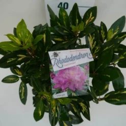 Rhododendron (Rhododendron 'Goldflimmer') -Tuinplantenwinkel goldflimmer c5 boven
