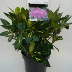 Rhododendron (Rhododendron 'Goldflimmer') -Tuinplantenwinkel goldflimmer c5 voor