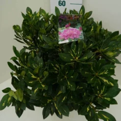 Rhododendron (Rhododendron 'Goldflimmer') -Tuinplantenwinkel goldflimmer c7.5 zij