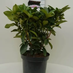 Rhododendron (Rhododendron 'Gomer Waterer') -Tuinplantenwinkel gomer waterer c7.5 voor 1